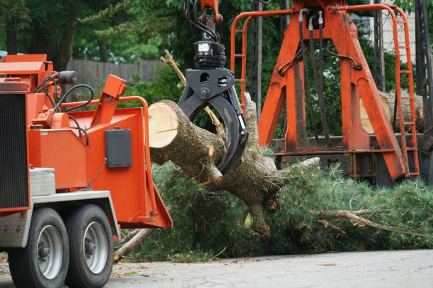 Best Emergency Storm Tree Removal  in Hilltop, SC